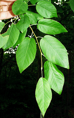 alternate leaves